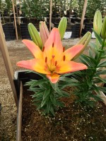 [5039 LadyLike No01.JPG]